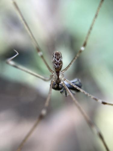 Holocnemus pluchei